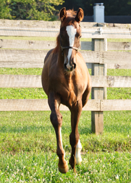 Beall Spring Bentley 